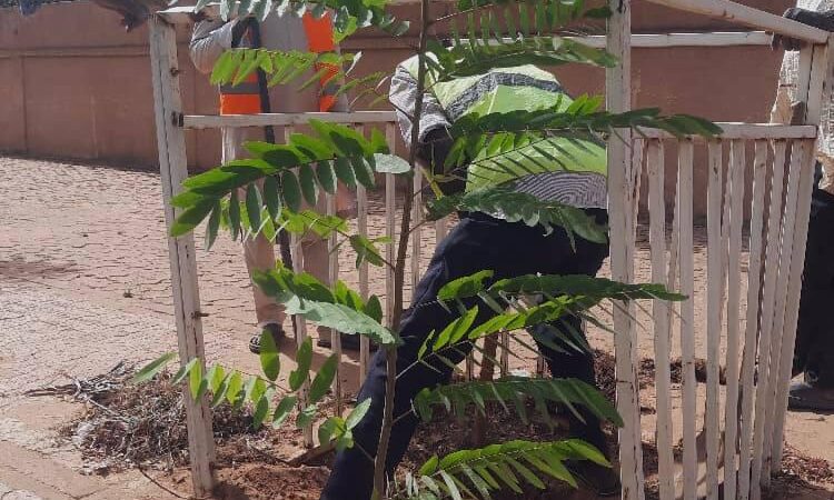 Niamey s’engage pour l’avenir : une initiative collective de plantation d’arbres.