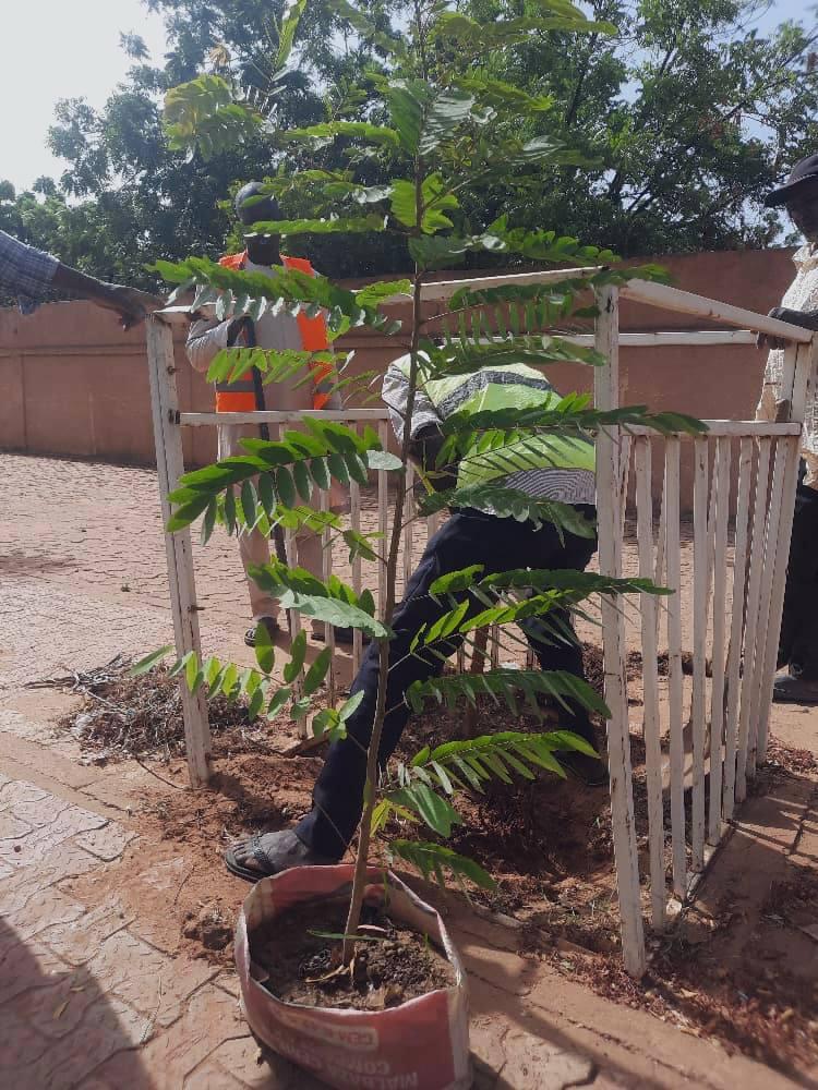 Niamey s’engage pour l’avenir : une initiative collective de plantation d’arbres.